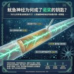 鱿鱼1毫米粗的神经,为何成了诺奖的钥匙?