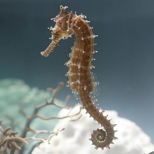 海马:海洋中的超级奶爸